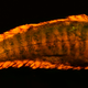 Illustration for article titled These new species of biofluorescent fish are beautifully strange